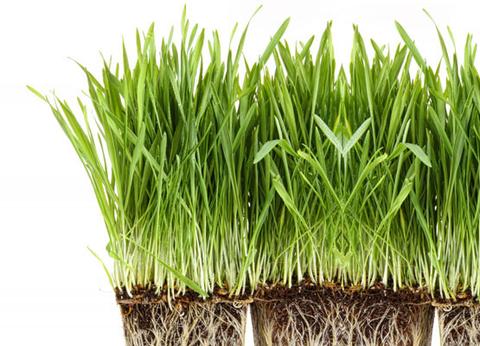 Barley grass