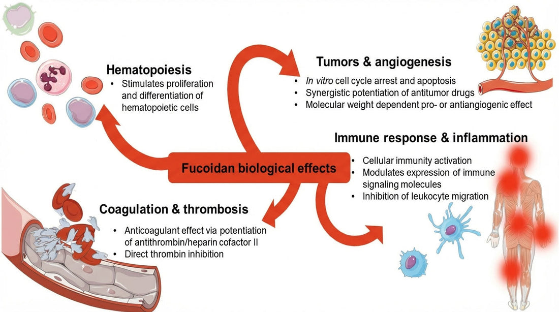 Fucoidan's health benefits