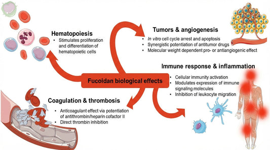 Fucoidan's health benefits