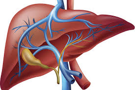 Liver and its amazing functions